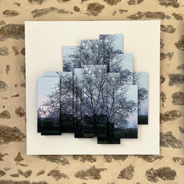 L’alliance des impairs N°15 N°21 N°11 2025 90x90 cm @maisonduchanoine #photography #art #exhibition #blossom #spring #n…